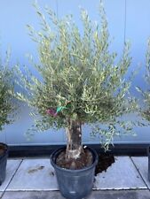 Olive Tree Standard Lollipop Approx 250m Tall 110L UK Hardy VERY OLD Large Trunk