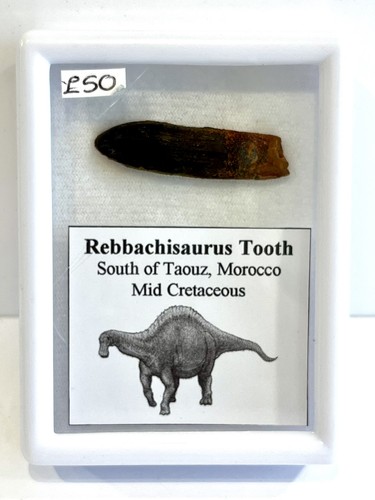 Genuine dinosaur tooth - genuine,