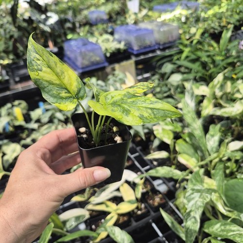 Monstera siltepecana aurea - siltepecana,