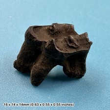 Deer tooth fossil (odocoileus