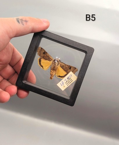 Moth frame taxidermy voodoo - moth, taxidermy,