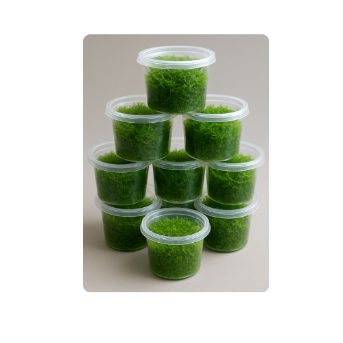Set vitro cup of - set, in-vitro