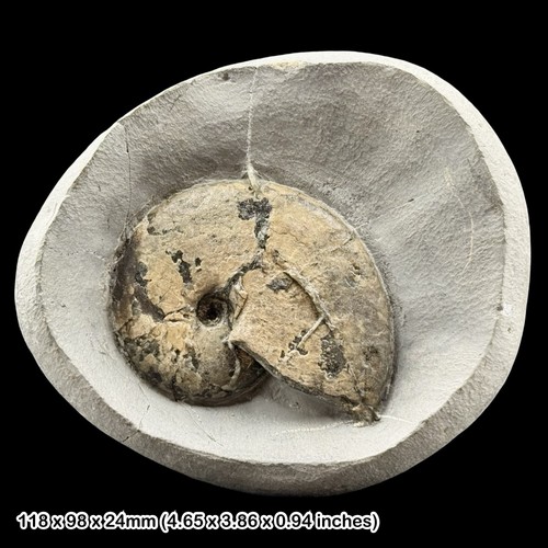 Tragophylloceras fossil - tragophylloceras,
