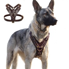 Genuine Leather Large Dog