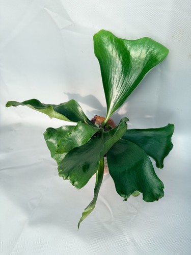 Platycerium hillii - platycerium,