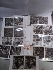 3D Stereograph Photos Birds / Eggs