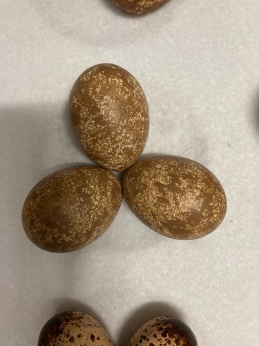 Replica hobby eggs - eggs,