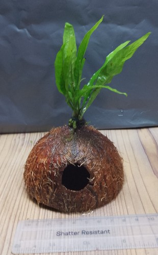 Java fern coconut shell - java,