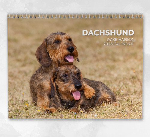 Dachshund - , (wire-haired)