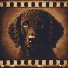 Curly Coated Retriever Puppy