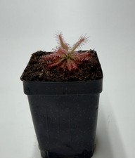 Drosera Graomogolensis Live