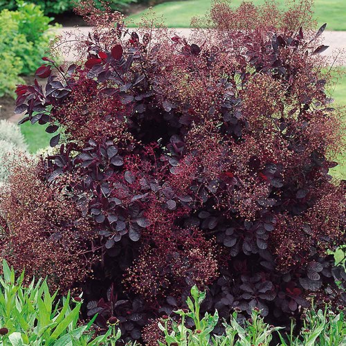 Cotinus coggygria royal - cotinus,