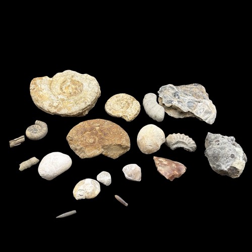1kg british fossil - 1kg,