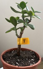 Crassula Ovata Jade Succulent