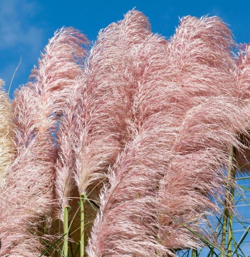Pink pampas grass plug - grass, 2