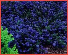 Ceanothus ‘Blue Sapphire’
