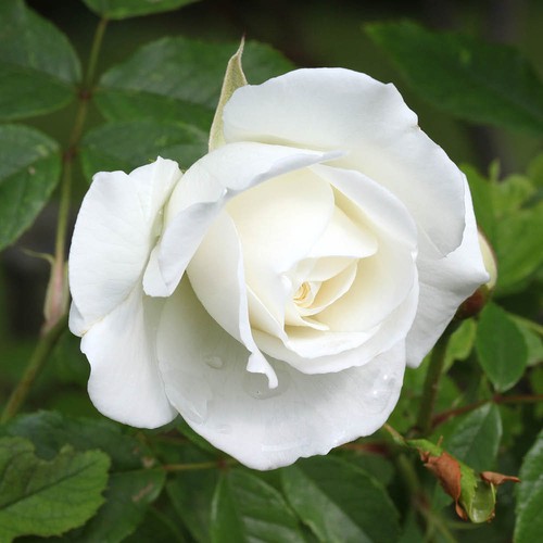 Harkness roses patio rose - roses,,