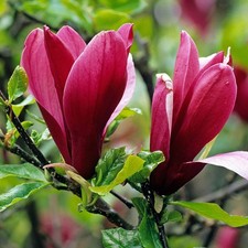 Magnolia liliiflora Nigra -