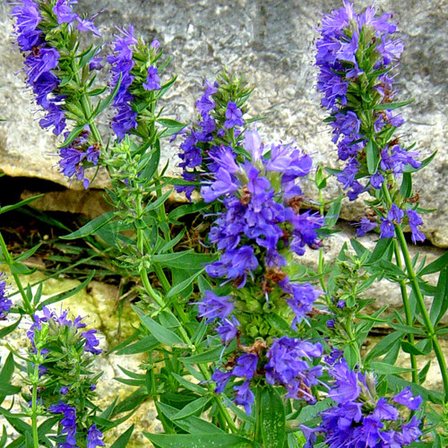 Hyssop blue plant - blue, 1
