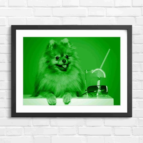 Cute fluffy brown pomeranian - cute,