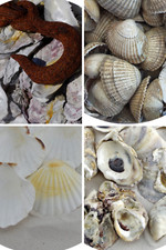Sea Shells Arts Crafts Garden