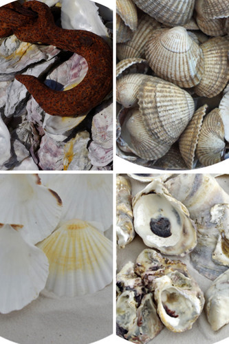 Sea shells arts - sea,