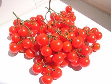 ORGANIC TOMATO RIESENTRAUBE