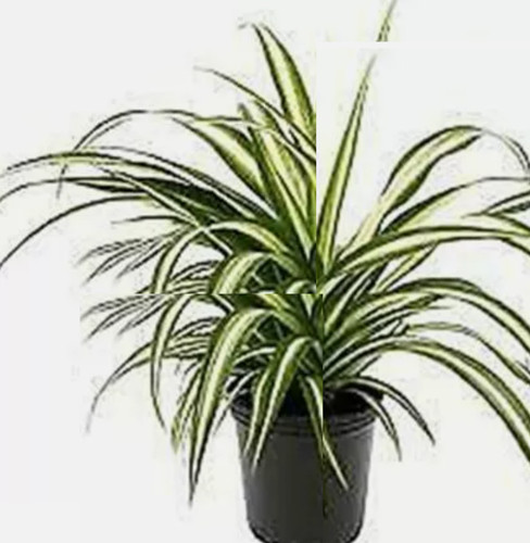 Spider variegated chlorophytum - variegated,