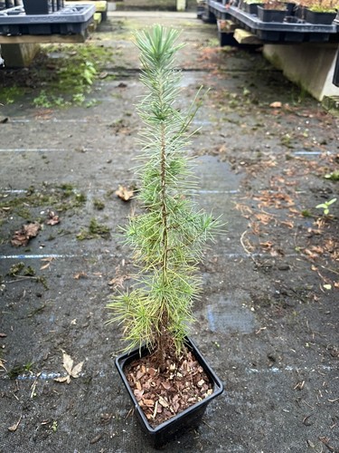 Aleppo pine 40cm - aleppo, (p9)