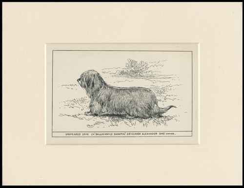 Skye terrier vintage engraving - skye,