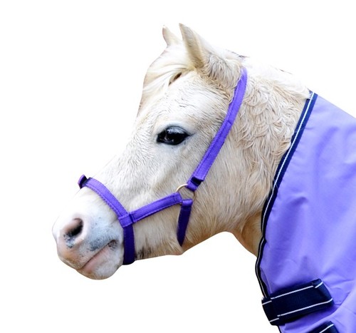 Horse wee pony - pony, safety