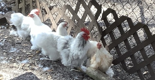 Rare silkied bantam cochin - silkied,