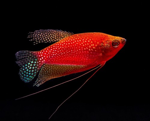 Glofish starfire red pearl - glofish,