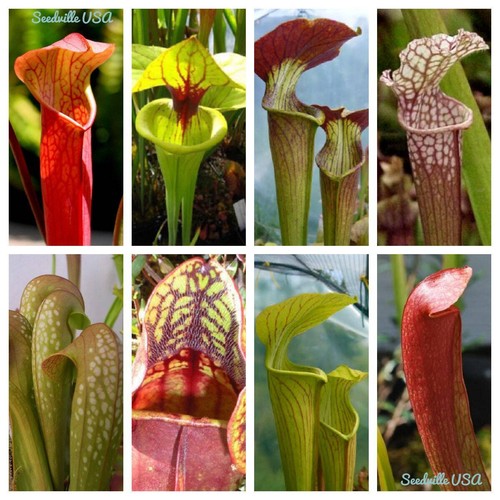 Mixed pitcher plant - pitcher,