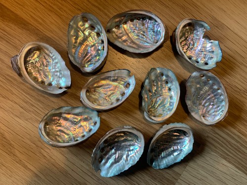 Gorgeous abalone shells x10 - abalone,