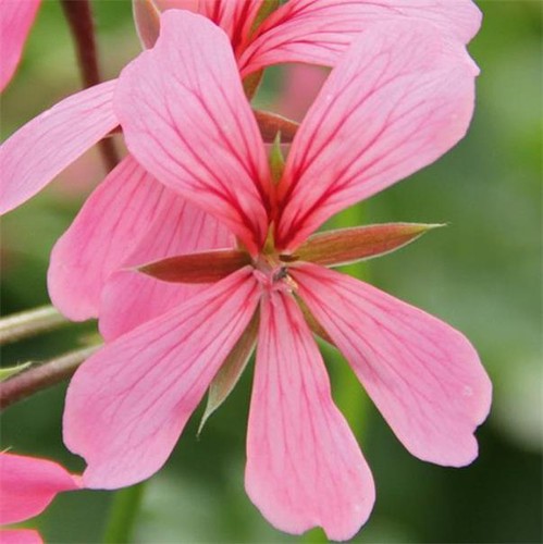 Geranium ivy leaf trailing - ivy,