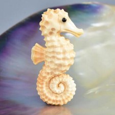 Seahorse Apricot Trumpet Shell