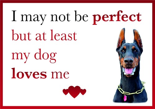 Funny dog loves doberman - funny,