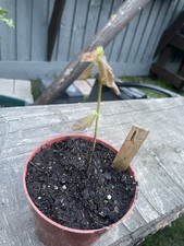 English Oak Sapling