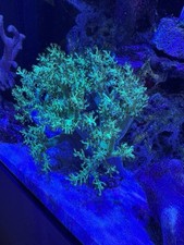 *Marine Coral Fluorescent Toxic Green Kenya Tree Soft 🪸 Coral -Beginner *5-10cm