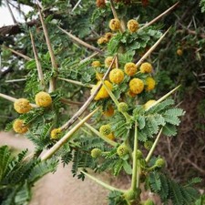 10 NILOTIC ACACIA SEEDS "