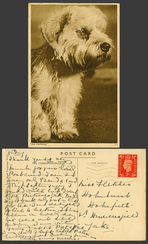Fox terrier dog - terrier,