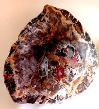 Petrified Fossilized Wood