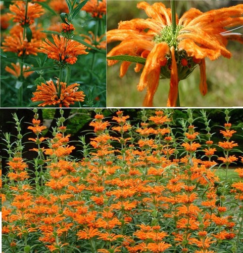 Lion tail leonotis - tail,