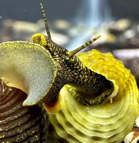 Himalayan rabbit snails - 2,