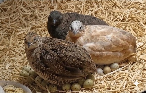 Button quail eggs 2 free - eggs,