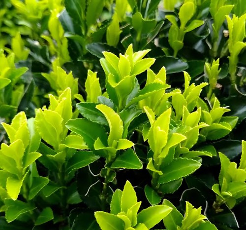 Euonymus green spire - green,