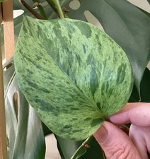 Marble Queen Pothos 1 Unrooted