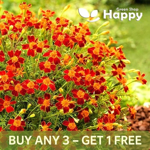Signet marigold red - signet,