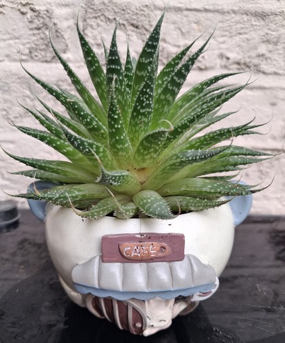 Aloe aristata - aloe, aloe)
